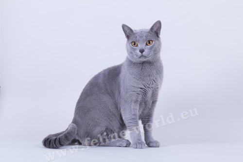 CHARTREUX_13 (RACE)